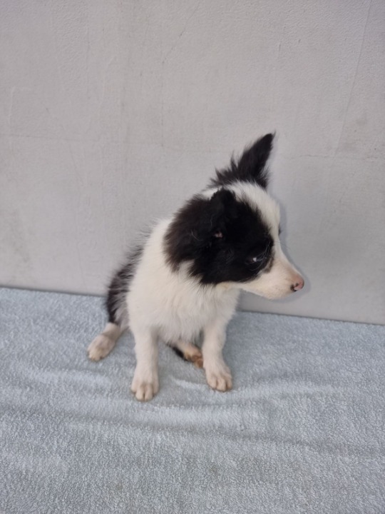 Border Collie štenci