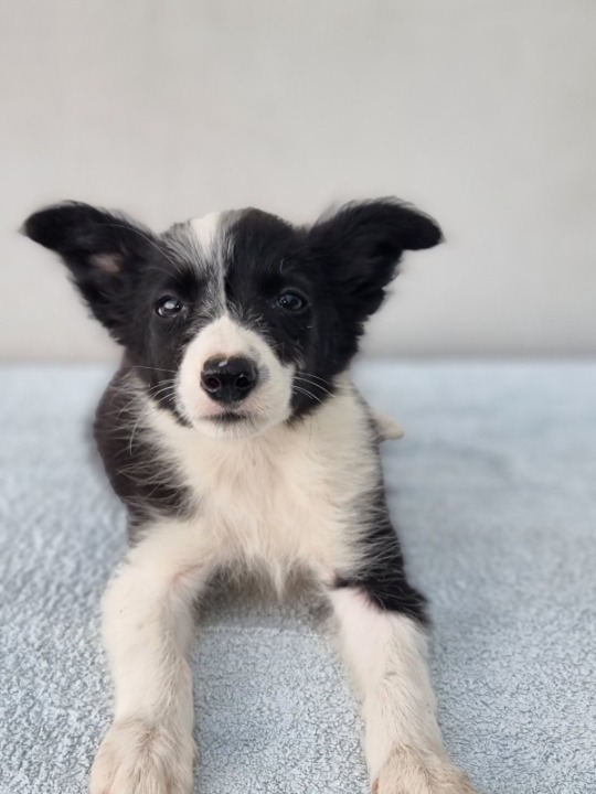 Border Collie štenci