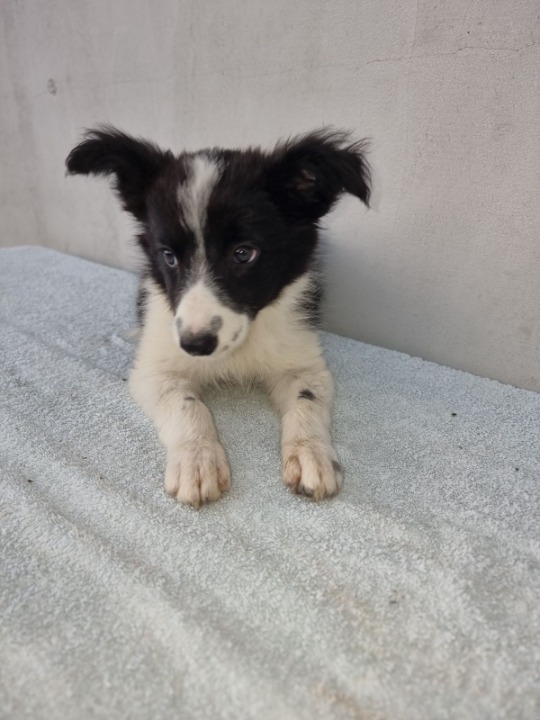 Border Collie štenci