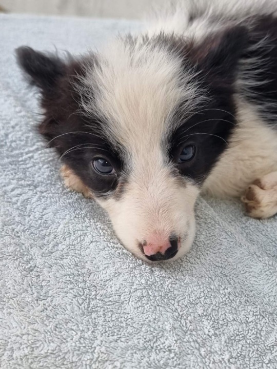 Border Collie štenci