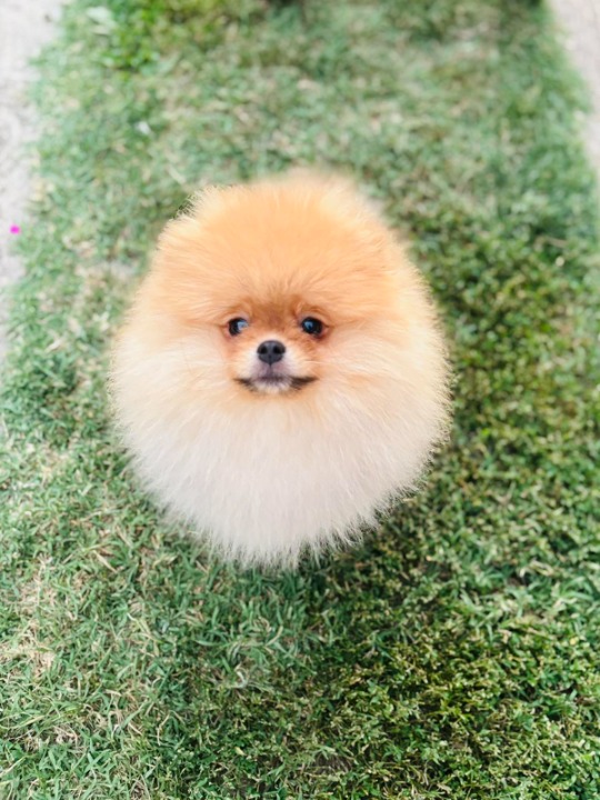 Pomeranac musko stene
