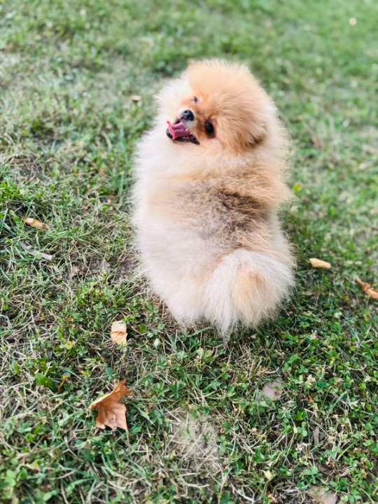 Pomeranac musko stene