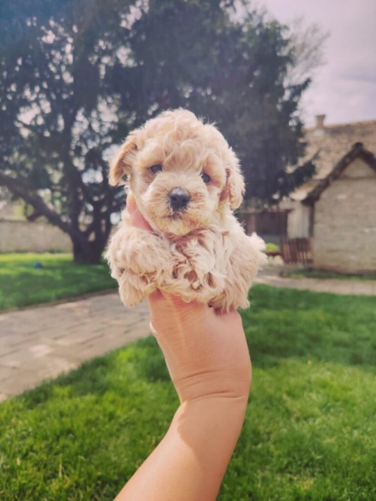 Maltipoo prelepi štenci