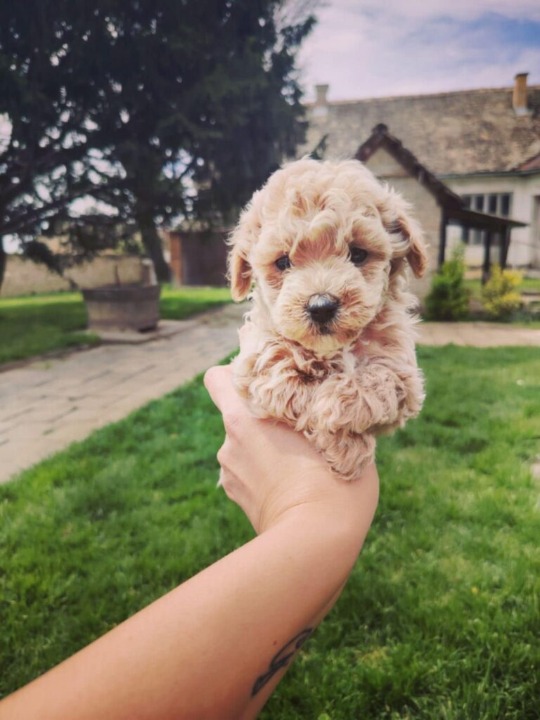 Maltipoo prelepi štenci