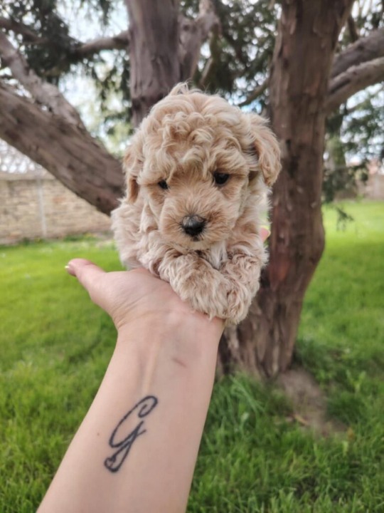Maltipoo prelepi štenci
