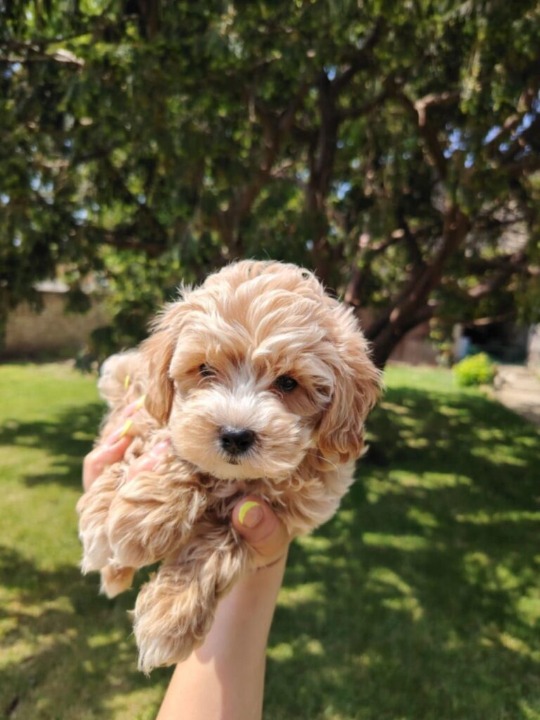 Maltipoo prelepi štenci