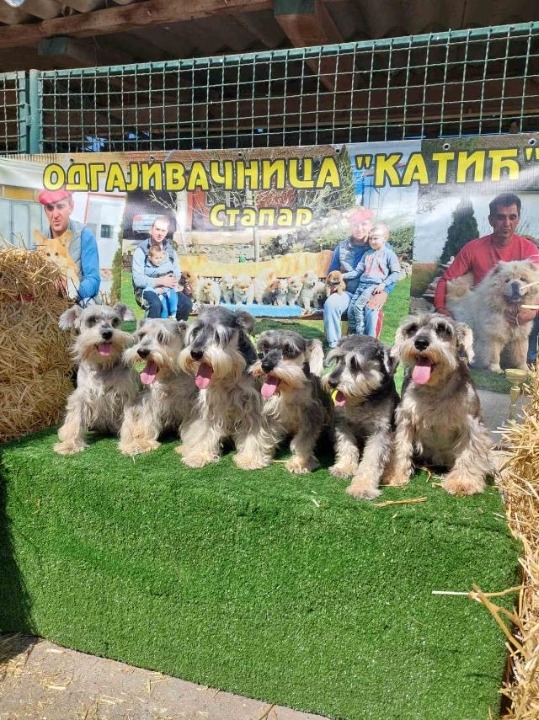 Patuljasti Snaucer biber so Stenci