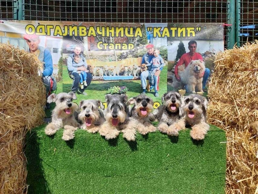 Patuljasti Snaucer biber so Stenci