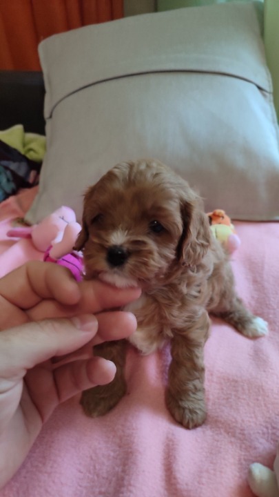 Cavapoo stenci 2025