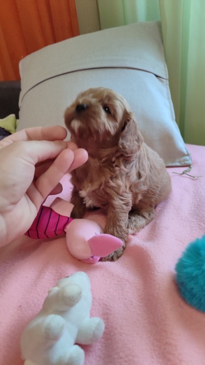 Cavapoo stenci 2025