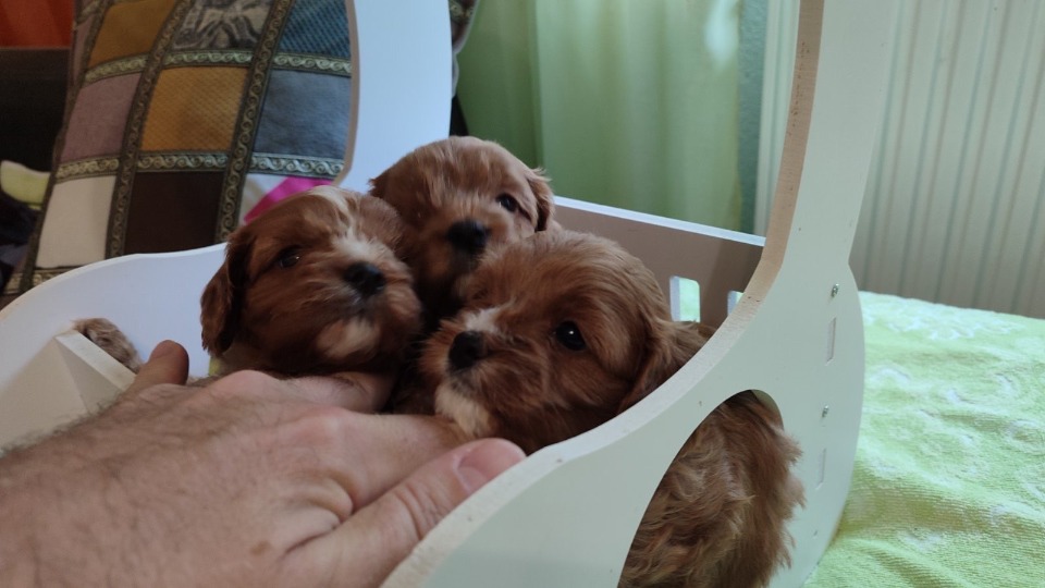 Cavapoo stenci 2025
