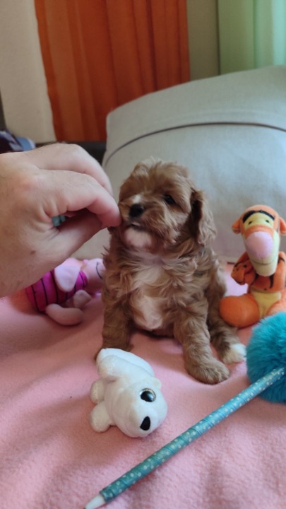 Cavapoo stenci 2025
