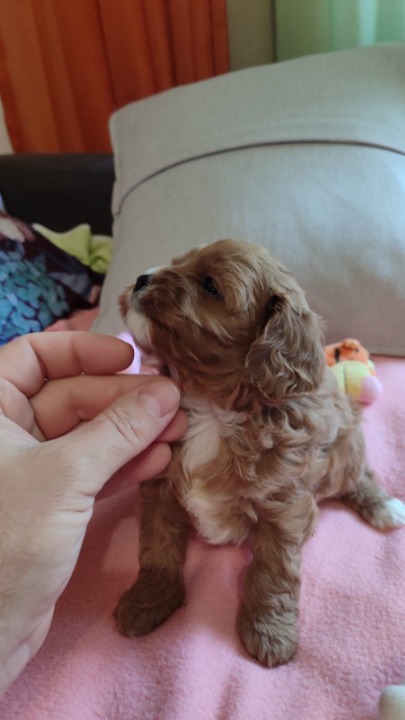 Cavapoo stenci 2025