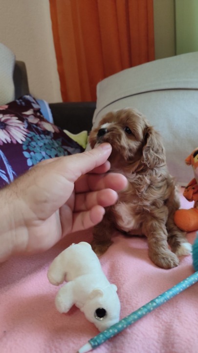 Cavapoo stenci 2025