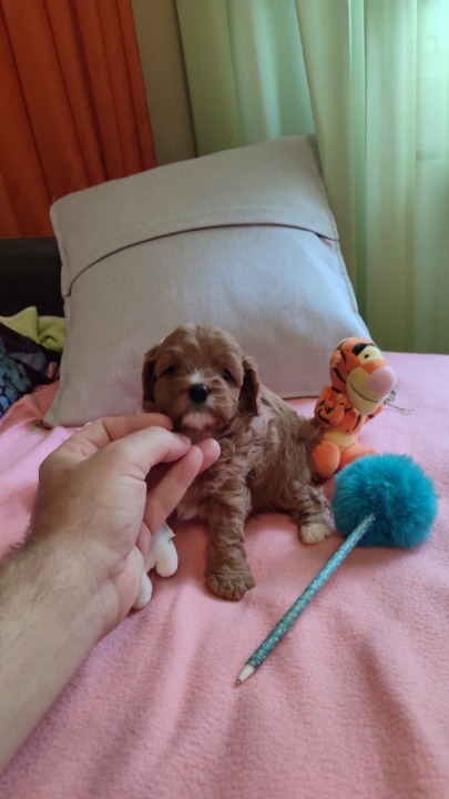 Cavapoo stenci 2025