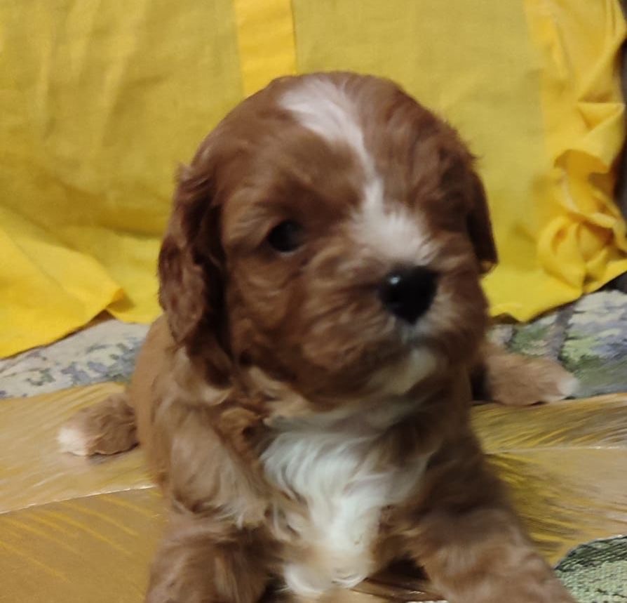 Cavapoo stenci 2025