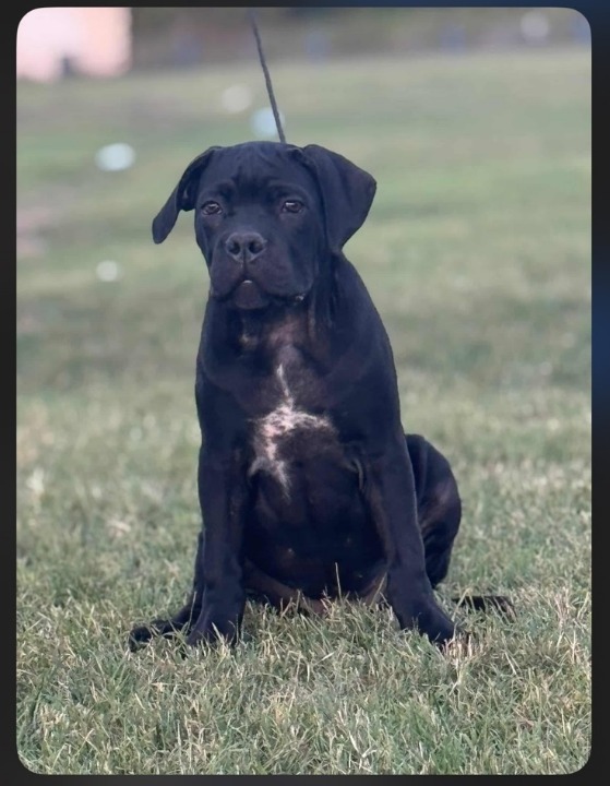 Cane Corso štenci