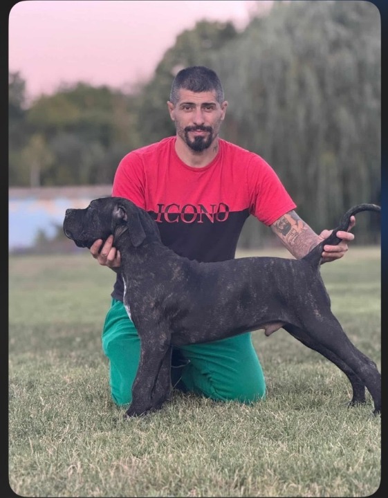 Cane Corso štenci