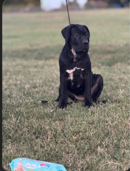 Cane Corso štenci