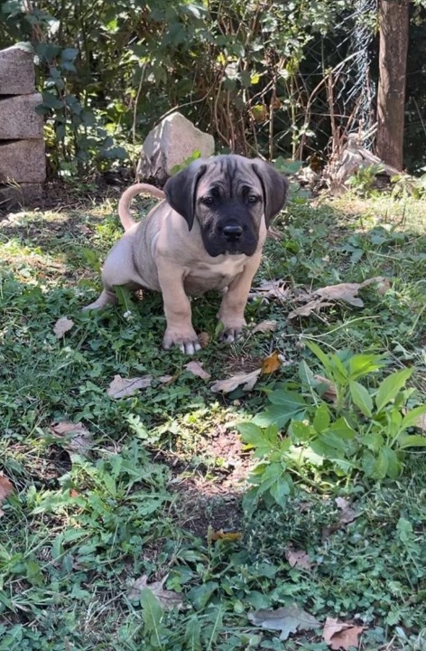 Cane Corso štenci