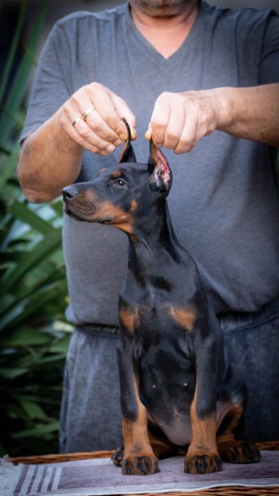 Doberman štenci