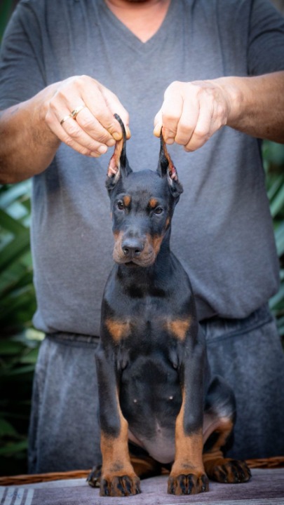 Doberman štenci