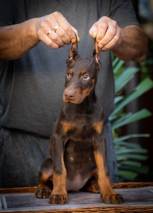 Doberman štenci