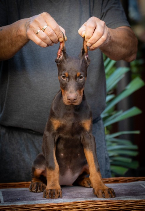 Doberman štenci