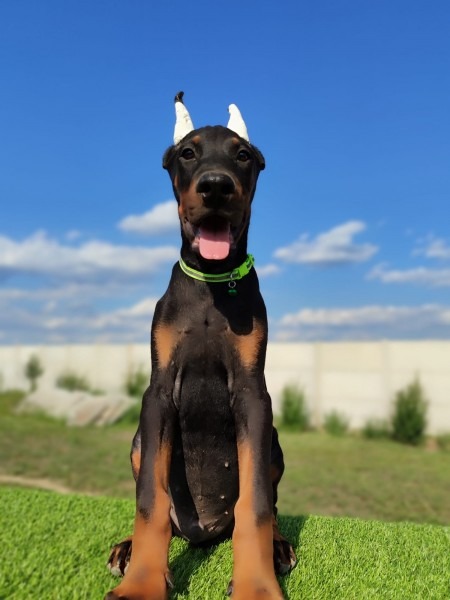 Doberman mužijaci