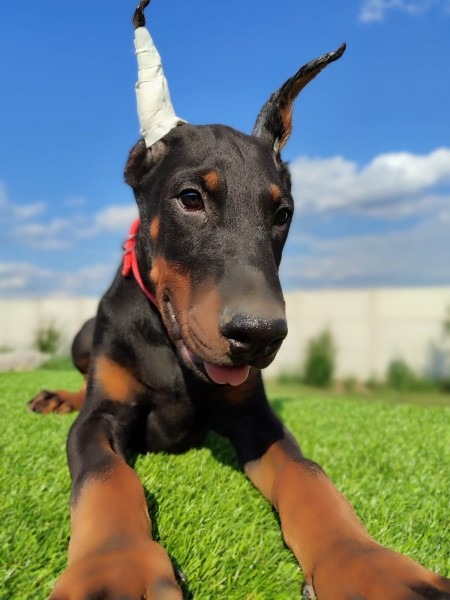 Doberman mužijaci