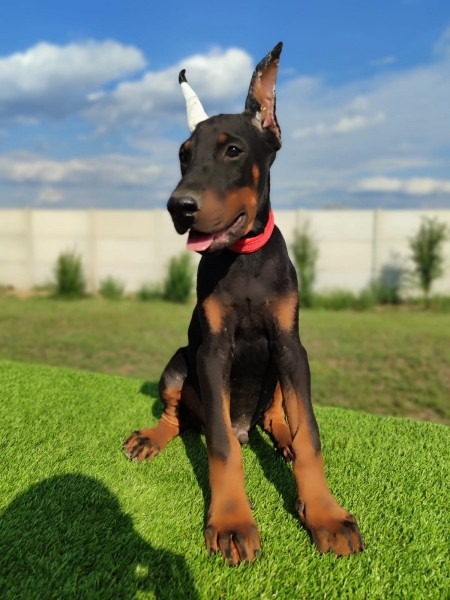 Doberman mužijaci