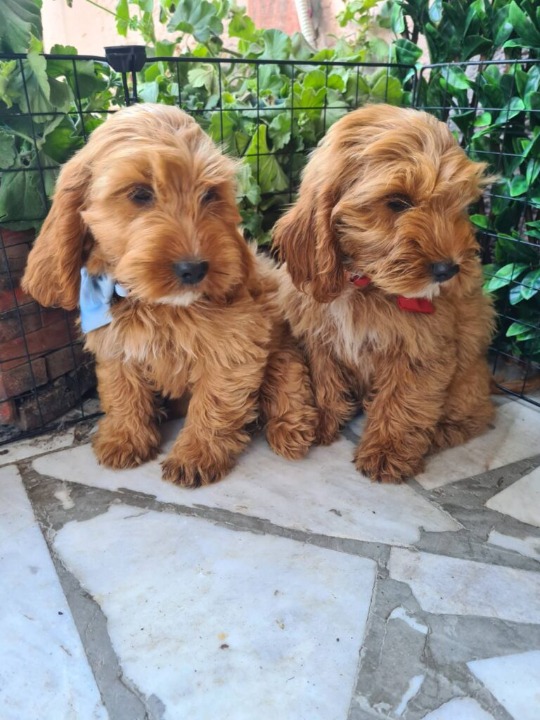 Labradoodle prelepi štenci