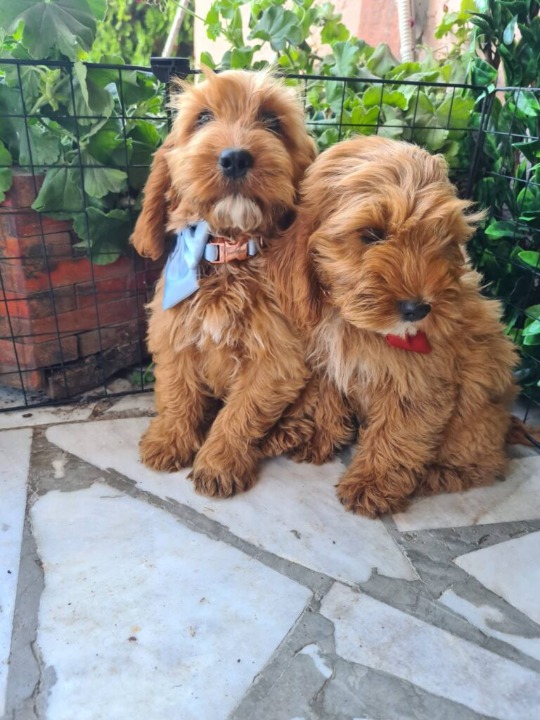 Labradoodle prelepi štenci