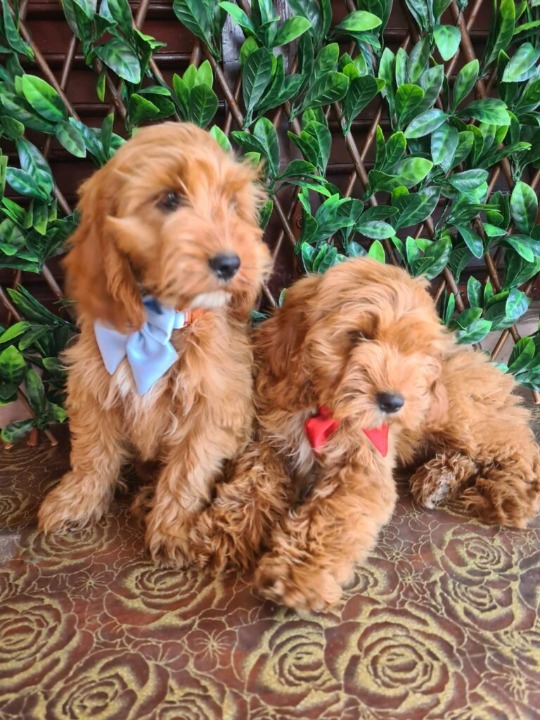 Labradoodle prelepi štenci