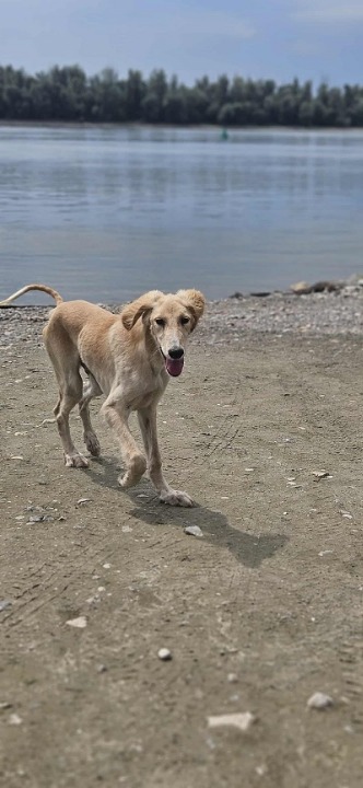 Persijski hrt SALUKI štenci 