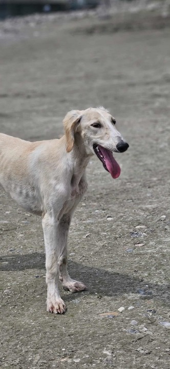 Persijski hrt SALUKI štenci 