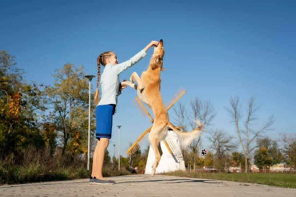 Persijski hrt SALUKI štenci 