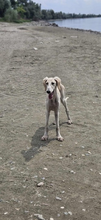 Persijski hrt SALUKI štenci 