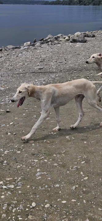 Persijski hrt SALUKI štenci 
