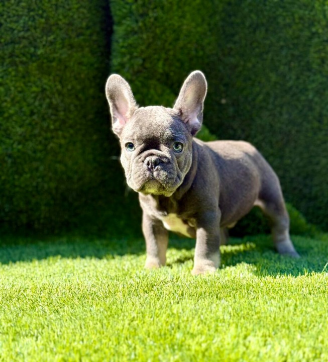 Francuski Buldog štenci