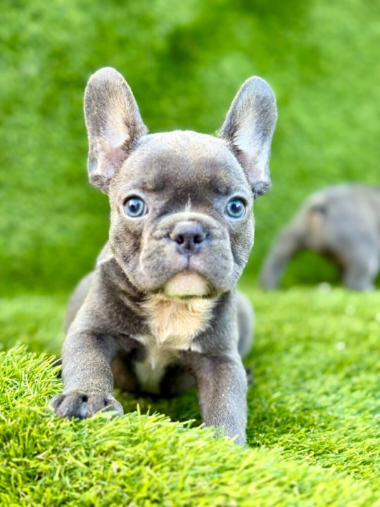 Francuski Buldog štenci
