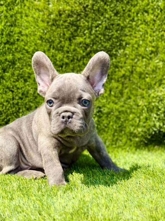 Francuski Buldog štenci