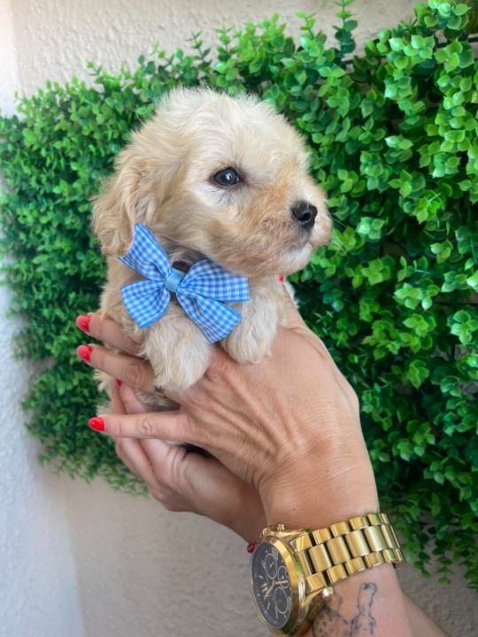 Maltipoo prelepi štenci