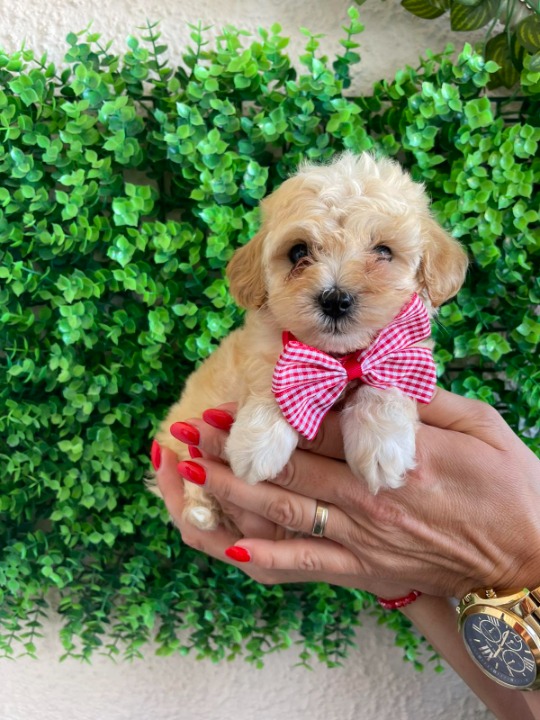 Maltipoo prelepi štenci