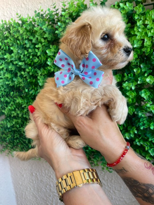 Maltipoo prelepi štenci