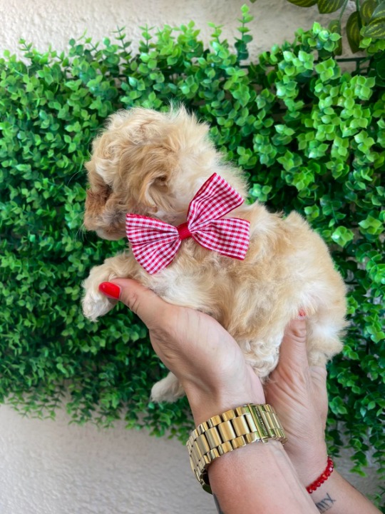 Maltipoo prelepi štenci