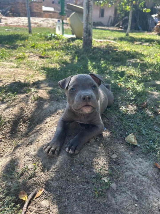 AMERIČKI PIT BUL štenci 