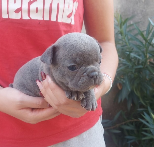 Francuski  buldog štenci egzotične plave boje