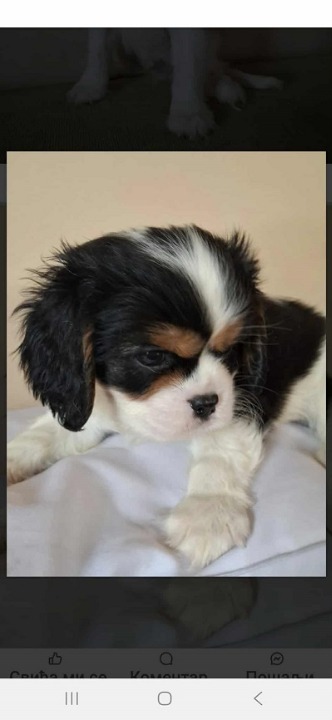 Cavalier King Charles štenci 