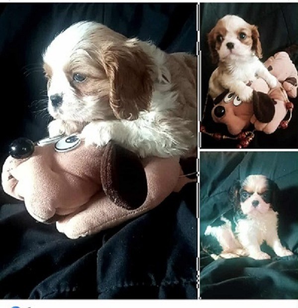 Cavalier King Charles štenci 